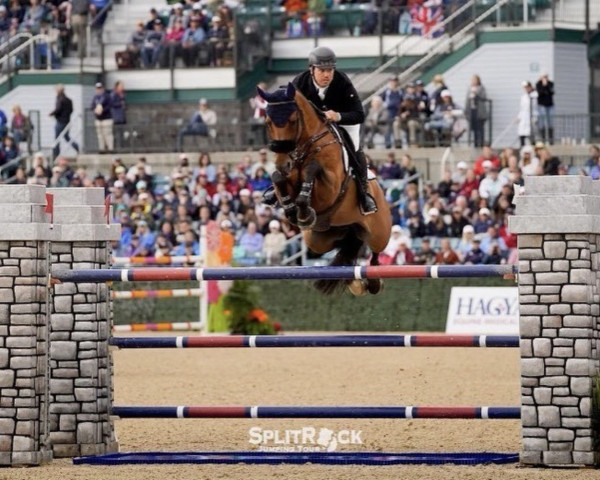 stallion Helios vd Nosahoeve (KWPN (Royal Dutch Sporthorse), 2012, from Numero Uno)