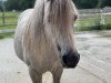 Dressurpferd Silva (Welsh Mountain Pony (Sek.A), 2008)