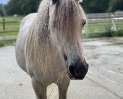 dressage horse Silva (Welsh mountain pony (SEK.A), 2008)