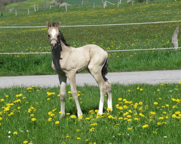 dressage horse Dancing Maybel RH (German Riding Pony, 2023, from Dancing in the Moonlight AT)