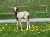 Dressurpferd Dancing Maybel RH (Deutsches Reitpony, 2023, von Dancing in the Moonlight AT)