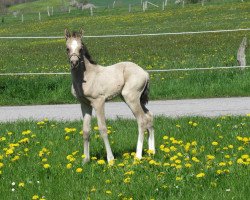 Dressurpferd Dancing Maybel RH (Deutsches Reitpony, 2023, von Dancing in the Moonlight AT)