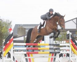 stallion Jamar D'Ysenbeeck Z (Zangersheide riding horse, 2006, from Jah's Diamant)