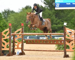 jumper Ircos IV (Belgian Warmblood, 2008, from Del Piero P&B)