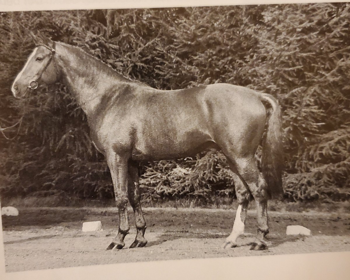 Deckhengst Andiamo (Hannoveraner, 1986, von Absatz)