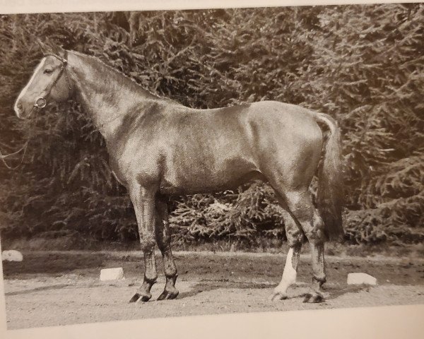 stallion Andiamo (Hanoverian, 1986, from Absatz)