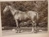 stallion Andiamo (Hanoverian, 1986, from Absatz)