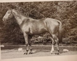 stallion Andiamo (Hanoverian, 1986, from Absatz)