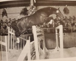 stallion Ramino (Westphalian, 1980, from Ramiro Z)