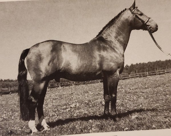 stallion Raphael (Westphalian, 1979, from Ramiro Z)