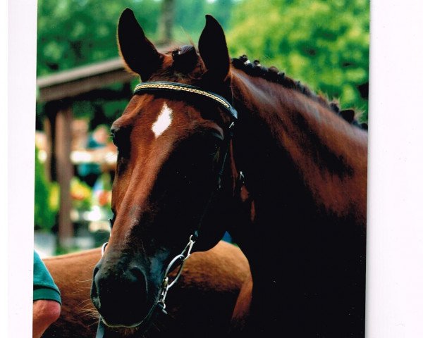 broodmare Fleur D'amour K (Hanoverian, 1998, from Fabriano)