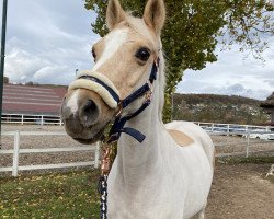 jumper Divina (Deutsches Reitpony, 2001, from Donnerblitz)