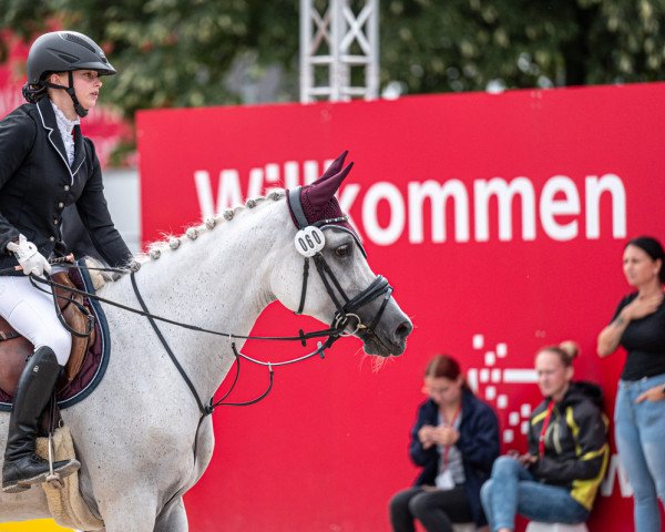 jumper Calina (Selle Français, 2012)