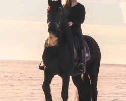 dressage horse Kashmir Von Black Pearl (Friese, 2011, from Jorn)