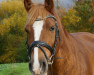 dressage horse Atreyu (Arabo-Haflinger, 2008)