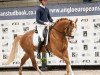 stallion Blondi Boy (Westphalian, 2017, from Baccardi)