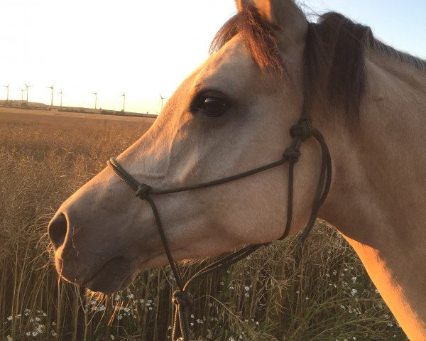 Zuchtstute Lehnsmanns Philomena (Deutsches Reitpony, 2014, von Steendieks Cat Balou)