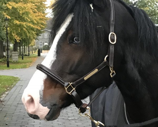 dressage horse Neo Blue (German Riding Pony, 2020, from Heidbergs Nancho Nova)