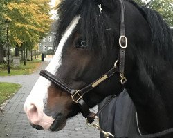 Dressurpferd Neo Blue (Deutsches Reitpony, 2020, von Heidbergs Nancho Nova)