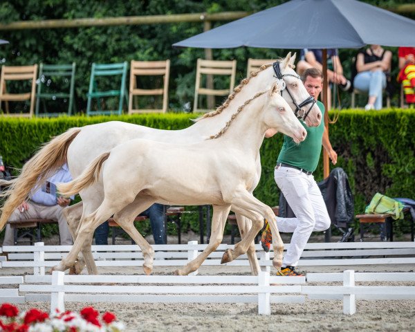 Dressurpferd Gitano SD (Deutsches Reitpony, 2022, von Gamble Sd)