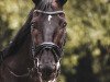 dressage horse Brialdo 2 (Hanoverian, 2009, from Benetton Dream FRH 1301)