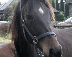 dressage horse Florestina (Westphalian, 2011, from Fanfani 4)