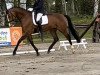 dressage horse Belle Cadeau (Westphalian, 2019, from Baccardi)