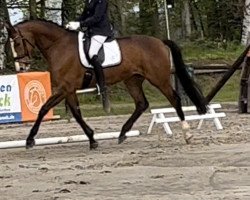 dressage horse Belle Cadeau (Westphalian, 2019, from Baccardi)