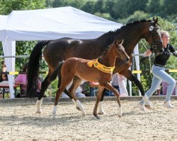 Springpferd High Holly SH (Deutsches Sportpferd, 2023, von Hickstead Blue)