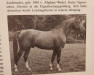 stallion Archimedes (Hanoverian, 1963, from Abglanz)