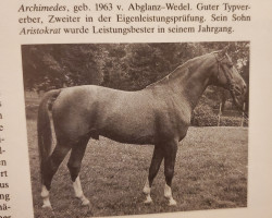 stallion Archimedes 4103 (Hanoverian, 1963, from Abglanz)