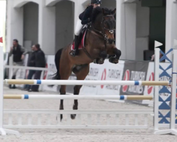 Springpferd Camaruso H (KWPN (Niederländisches Warmblut), 2007, von Indoctro)