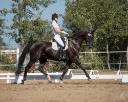 dressage horse Le Fabius (German Sport Horse, 2013, from Levkoi)