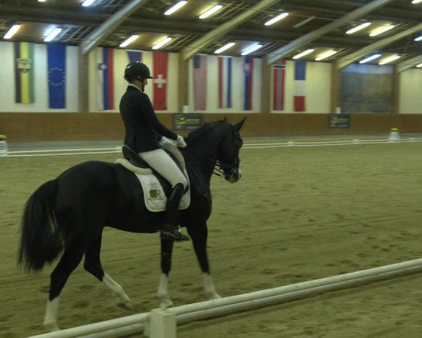 Reitturnier Weikersdorf am Steinfelde 2023