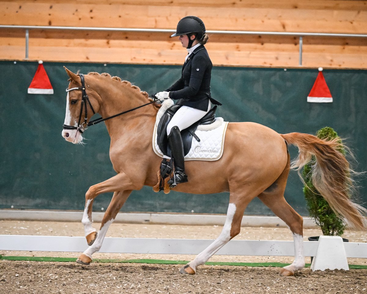 Dressurpferd Don't Hurry (Deutsches Reitpony, 2005, von FS Don't Worry)