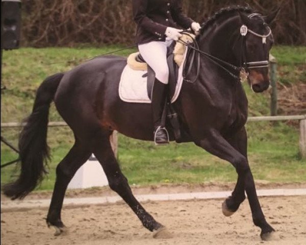 dressage horse Rosso Di Sera 2 (Hanoverian, 2008, from Rotspon)