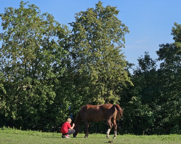 horse Fame 154 (Hanoverian, 2003, from Fabriano)