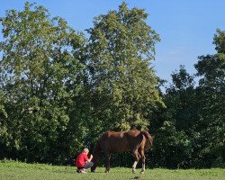 Pferd Fame 154 (Hannoveraner, 2003, von Fabriano)