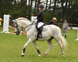 dressage horse Pepe 265 (unknown, 2005)