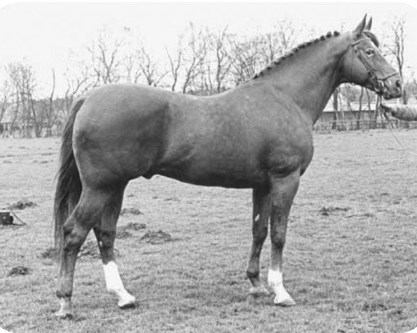 stallion Zeus (Oldenburg, 1972, from Arlequin AA)