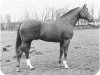 stallion Zeus (Oldenburg, 1972, from Arlequin AA)