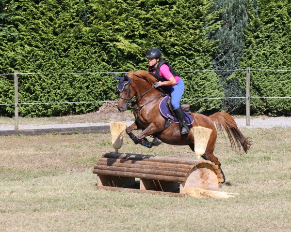 broodmare Reuschbachhofs Jessica Jones (German Riding Pony, 2016, from Molenhorn's Pasja)