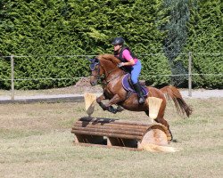 broodmare Reuschbachhofs Jessica Jones (German Riding Pony, 2016, from Molenhorn's Pasja)