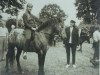 Deckhengst Maestoso (British Spotted Pony, 1947, von unknown)