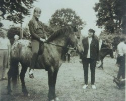 stallion Maestoso (British Spotted Pony, 1947, from unknown)