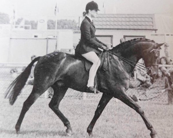 Pferd Armani of Ardenhall (British Riding Pony,  , von Rotherwood Wind-Swept)