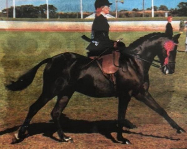 horse Parkwave Prince Raynier (British Riding Pony, 1973, from Halebank Moonray)