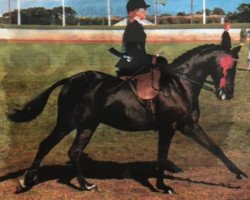 Pferd Parkwave Prince Raynier (British Riding Pony, 1973, von Halebank Moonray)