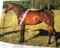 Pferd Kingvean China Doll (British Riding Pony, 1999, von Comberton Cadet)