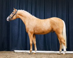 dressage horse Heiligenbergs Nils Holgersson (German Riding Pony, 2021, from Fs Numero Uno)